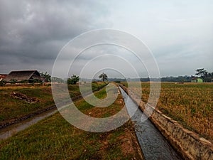 rural natural views in the morning with coolness and beauty 2