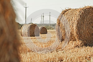 Rural nature in farmlands. Golden hey bale in the field. Yellow straw stacked in a roll. Wheat harvest in the summer
