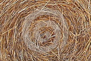 Rural nature in farmlands. Macro shot of golden hey bale. Yellow straw stacked in a roll. Wheat harvest in the summer