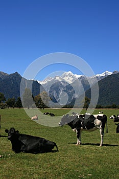 Rural New Zealand