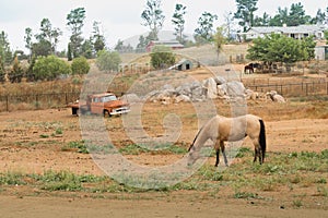 Rural old time vintage field landscape of an old orange flatbed truck with a bay horse in foreground, western farm lifestyle