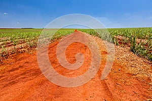 Rural orange dirt road in sugar cane plantation with blue sky and far horizon - perspective