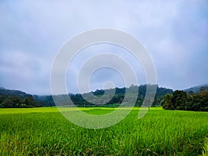 Rural paddy crop fields with cloudy sky