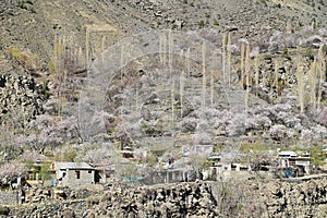 Rural Pakistani Village with Pink Cherry Blossoms in Spring in Northern Pakistan