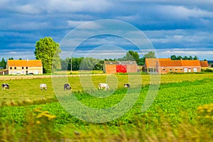 Rural pastoral scene province of West Flanders Belgium