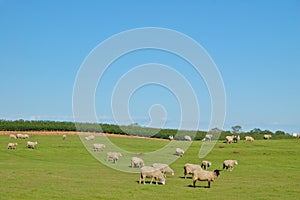 Rural Pasture