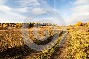 Rural path in a field