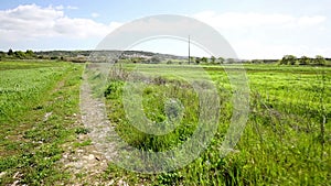 Rural path through a green field at Pero Pinheiro