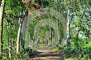 A rural path through a green wood