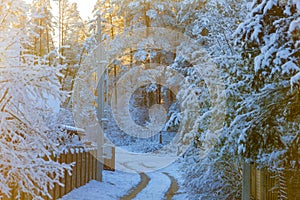 Rural path leading to snowy forest. Sunrays