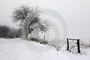 Rural path and leafless tree in winter