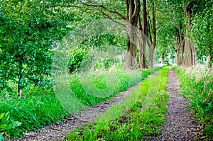 Rural path between old beech trees