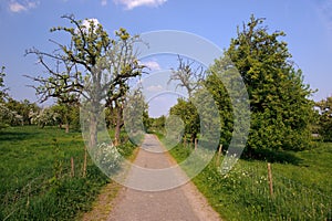 Rural path through orchard