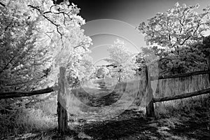 Rural Path in Texas