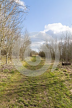 Rural path with trees either side