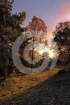 Rural Path In The Woods At The Sunset