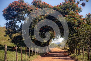 Rural Paths of Brazil