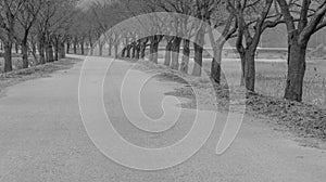 Rural paved road lined with trees in black and white