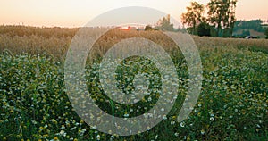 Rural picturesque landscape. Sun sets over chamomile flowers and golden ears of wheat grow on meadow. Sunset. Relax