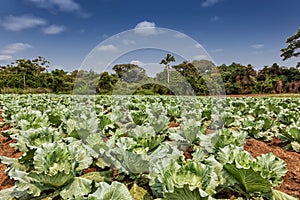 Rural plantation of cabbages in the middle of the cabinda jungle. Angola, Africa. photo