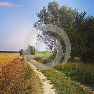 Rural Poland, road in summer fields photo