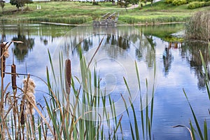 Rural pond in reed