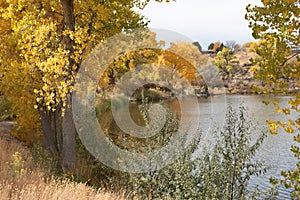 Rural pond surrounded by autumn cottonwoods