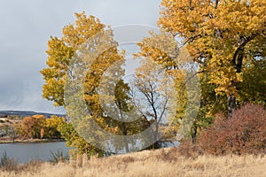 Rural pond surrounded by autumn cottonwoods