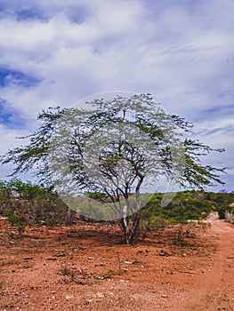 Rural region of the brazilian northeastern interior. The semi-arid tropical climate has the caatinga as a vegetation biome.