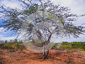 Rural region of the brazilian northeastern interior. The semi-arid tropical climate has the caatinga as a vegetation biome. photo