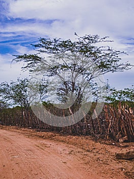 Rural region of the brazilian northeastern interior. The semi-arid tropical climate has the caatinga as a vegetation biome.