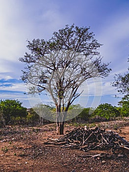 Rural region of the brazilian northeastern interior. The semi-arid tropical climate has the caatinga as a vegetation biome. photo