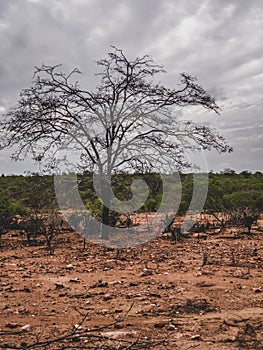 Rural region of the brazilian northeastern interior. The semi-arid tropical climate has the caatinga as a vegetation biome. photo