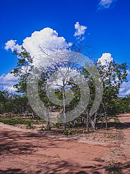 Rural region of the brazilian northeastern interior. The semi-arid tropical climate has the caatinga as a vegetation biome. photo