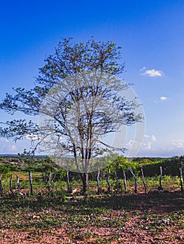 Rural region of the brazilian northeastern interior. The semi-arid tropical climate has the caatinga as a vegetation biome. photo