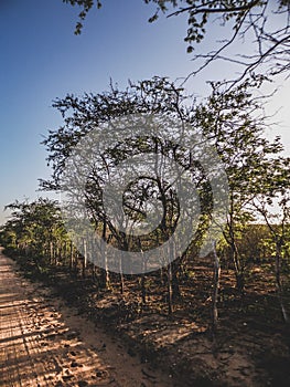 Rural region of the brazilian northeastern interior. The semi-arid tropical climate has the caatinga as a vegetation biome. photo