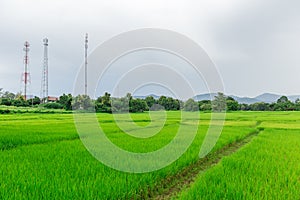Rural rice field with mobile communication signal tower
