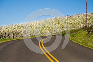 Rural road, apple orchards