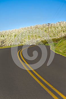 Rural road, apple orchards