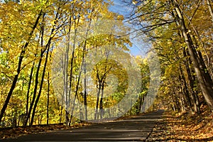 Rural road through a autumn forest