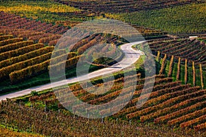 Rural road and autumnal vineyards in Italy.