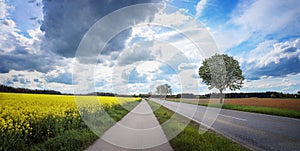 Rural road and bike way beside canola field