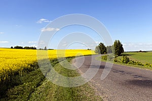 Rural road . canola