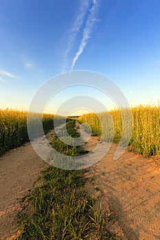 Rural road , canola