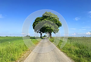 Rural road central symmetric composition with framing trees. Bike summer route in Poland