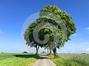 Rural road central symmetric composition with framing trees. Bike summer route in Poland