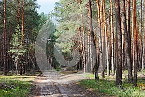 Rural road in coniferous forest thicket photo