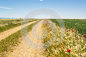 Rural road in the countryside with cereal crops during spring