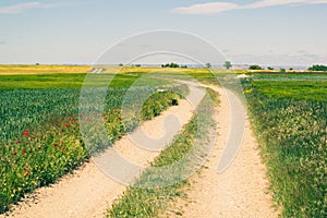 Rural road in the countryside with cereal crops during spring