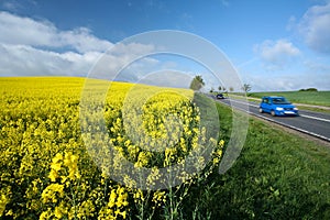 Rural road in Denmark Blue car in the the road in a yellow field